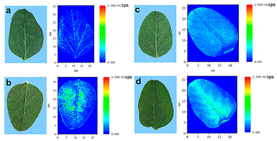 光聲無標(biāo)記成像與傳統(tǒng)熒光標(biāo)記法信噪比對(duì)比圖 光聲無標(biāo)記成像與傳統(tǒng)熒光標(biāo)記法信噪比對(duì)比圖